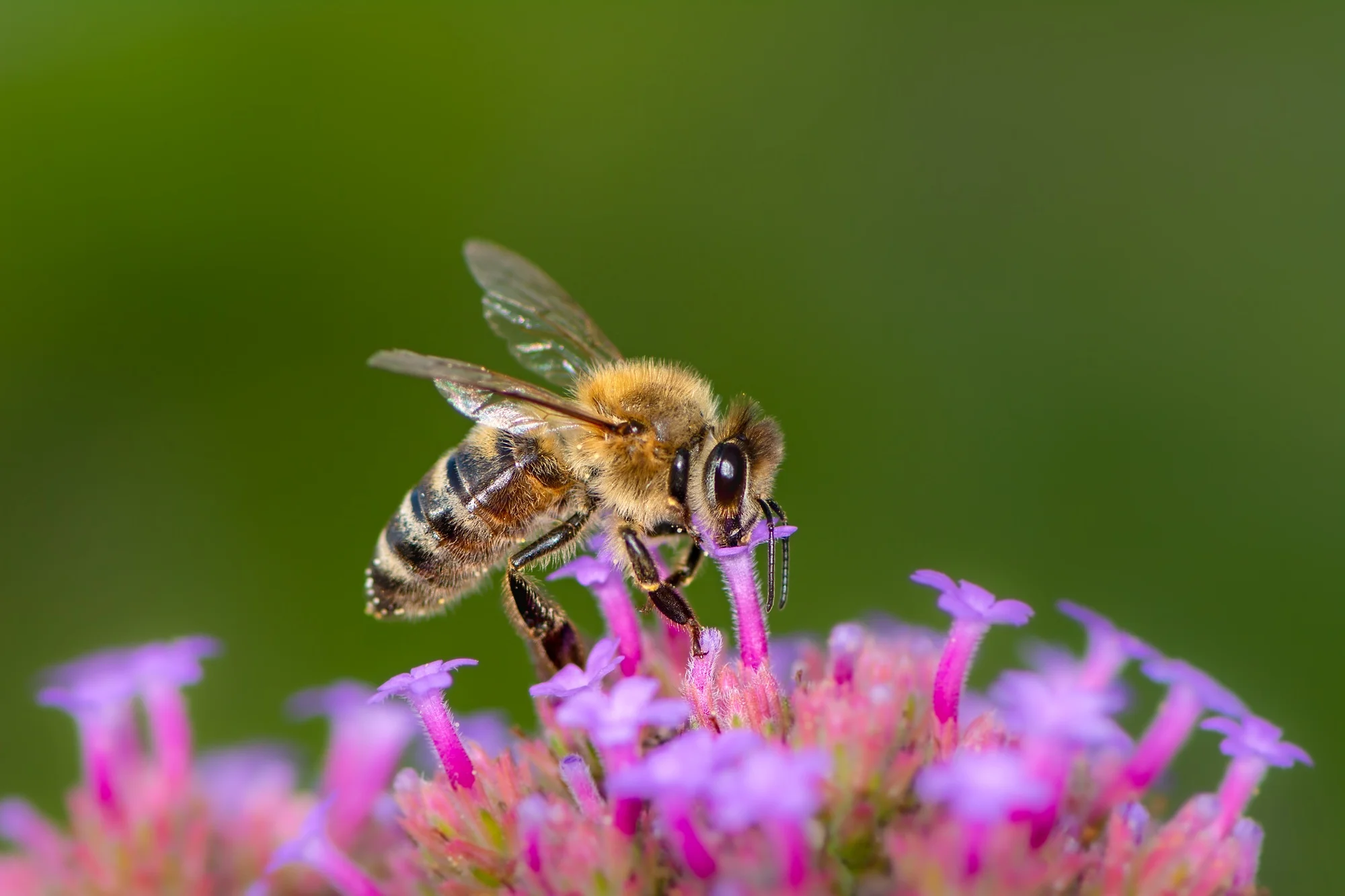 Abeille mellifère sur une fleur