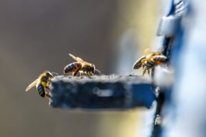 Bees getting inside the small hole of beehive