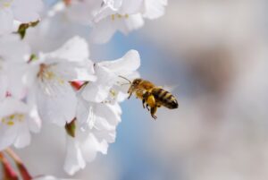 Flying honeybee