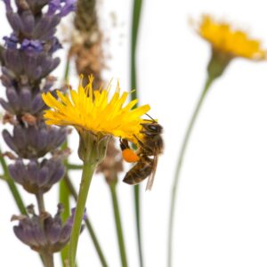 Western honey bee or European honey bee, Apis mellifera, carrying pollen